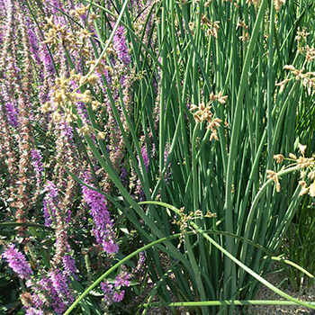 Assainissement, phytoépuration, mobilier végétal